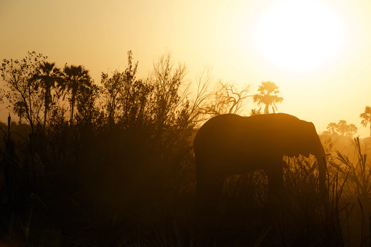 La Thalande et ses lphants: lenvers des attractions touristiques