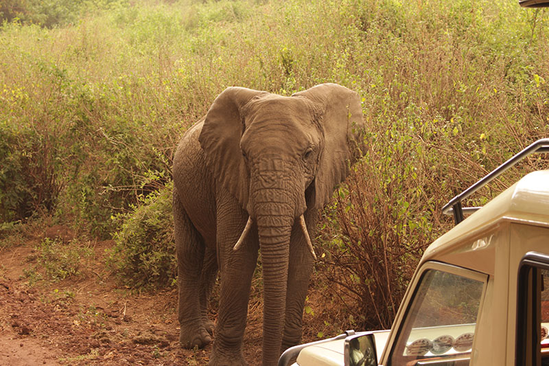 La Tanzanie... dfinitivement le voyage dune vie et une exprience extraordinaire!